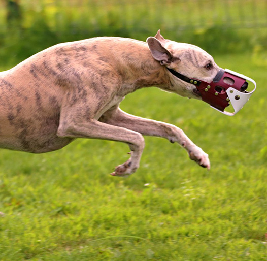 Fast'n Pawesome Blue Genes